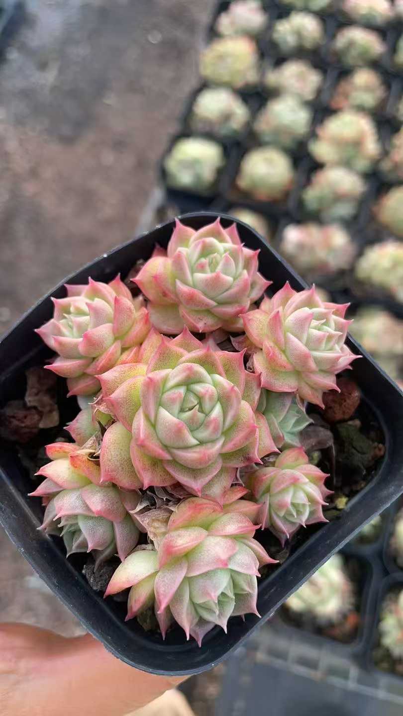 多肉植物 ムギワラ 50株セット 2.5号鉢 品番AE00002