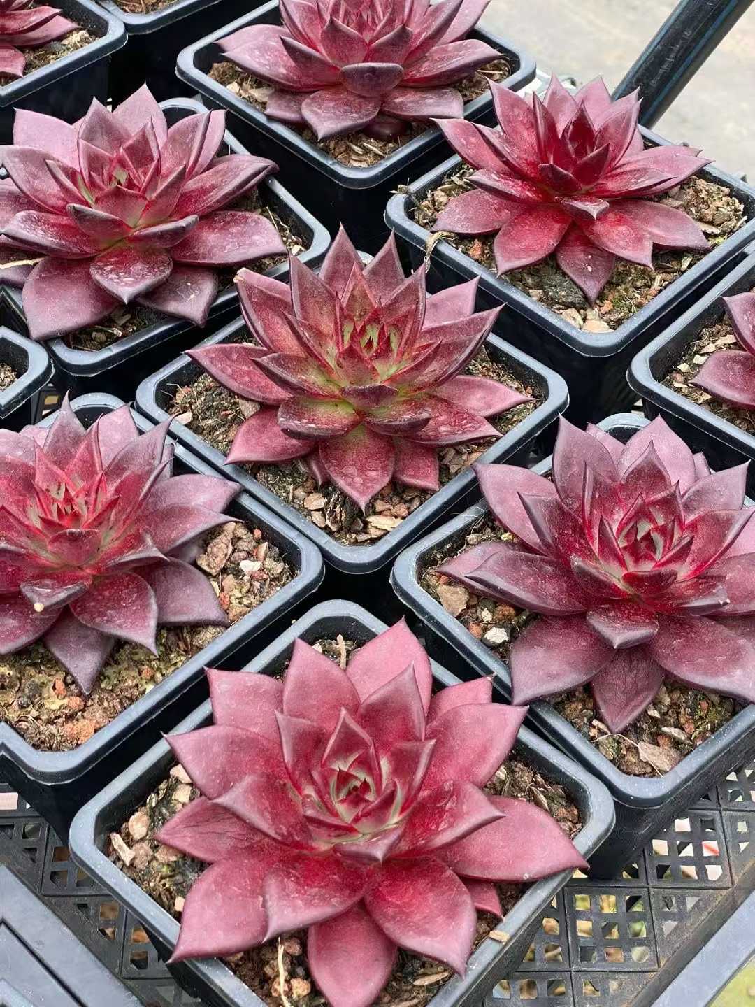 多肉植物 ロビン 12株セット 4号鉢 品番AA00142
