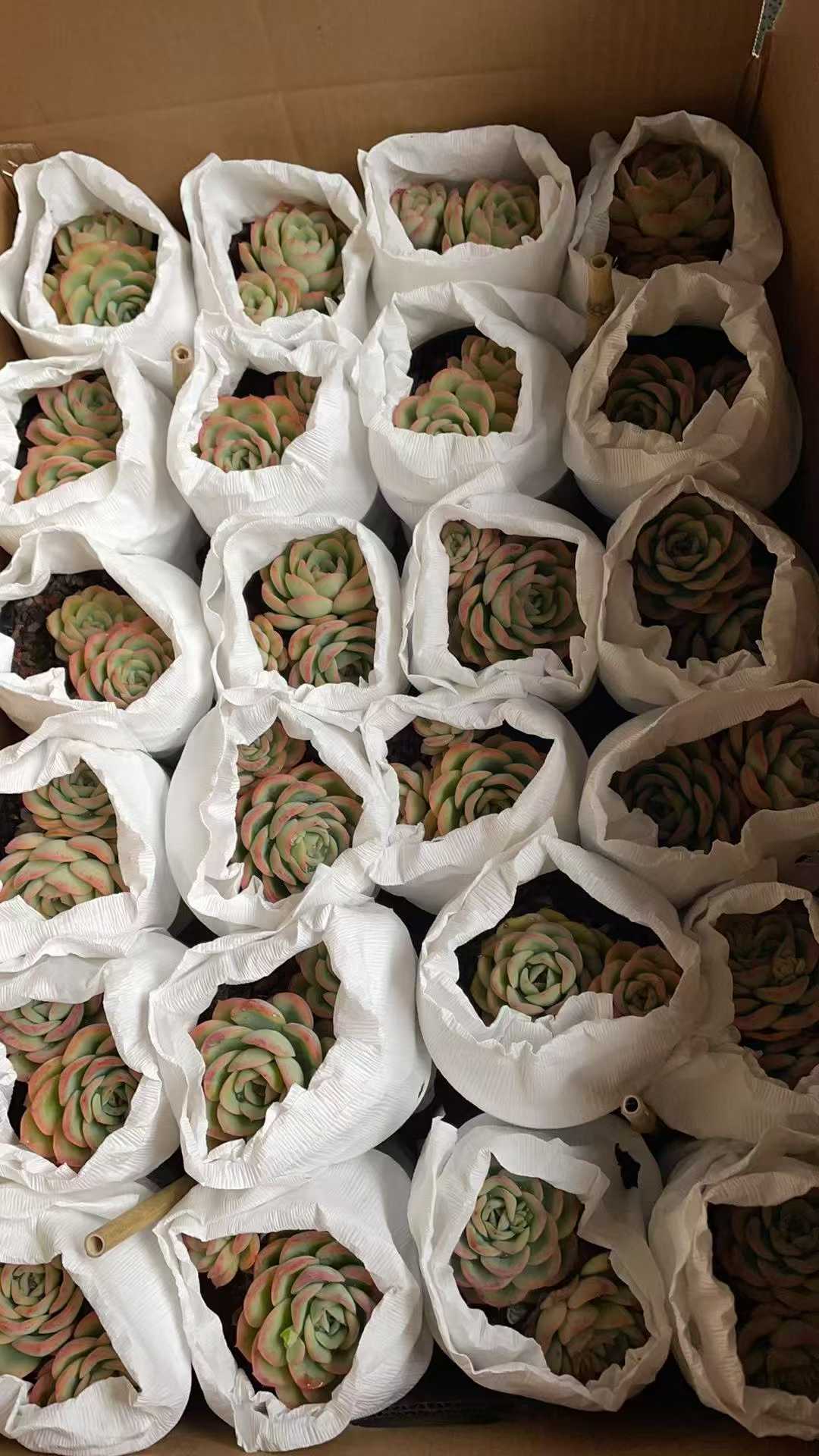 多肉植物 シンロソウトウ 15株セット 4号鉢 品番AE00037