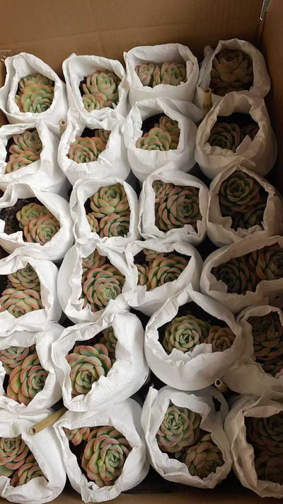 多肉植物 シンロソウトウ 15株セット 4号鉢 品番AE00037