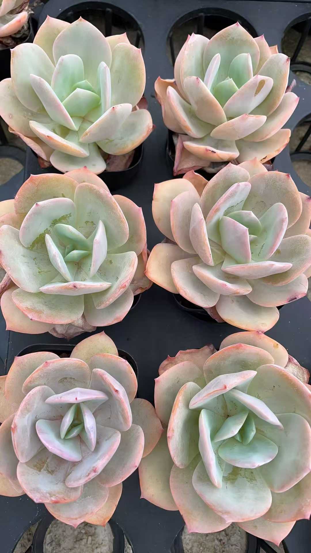 多肉植物 フンホウ 50株セット 2.5号鉢 品番AE00026