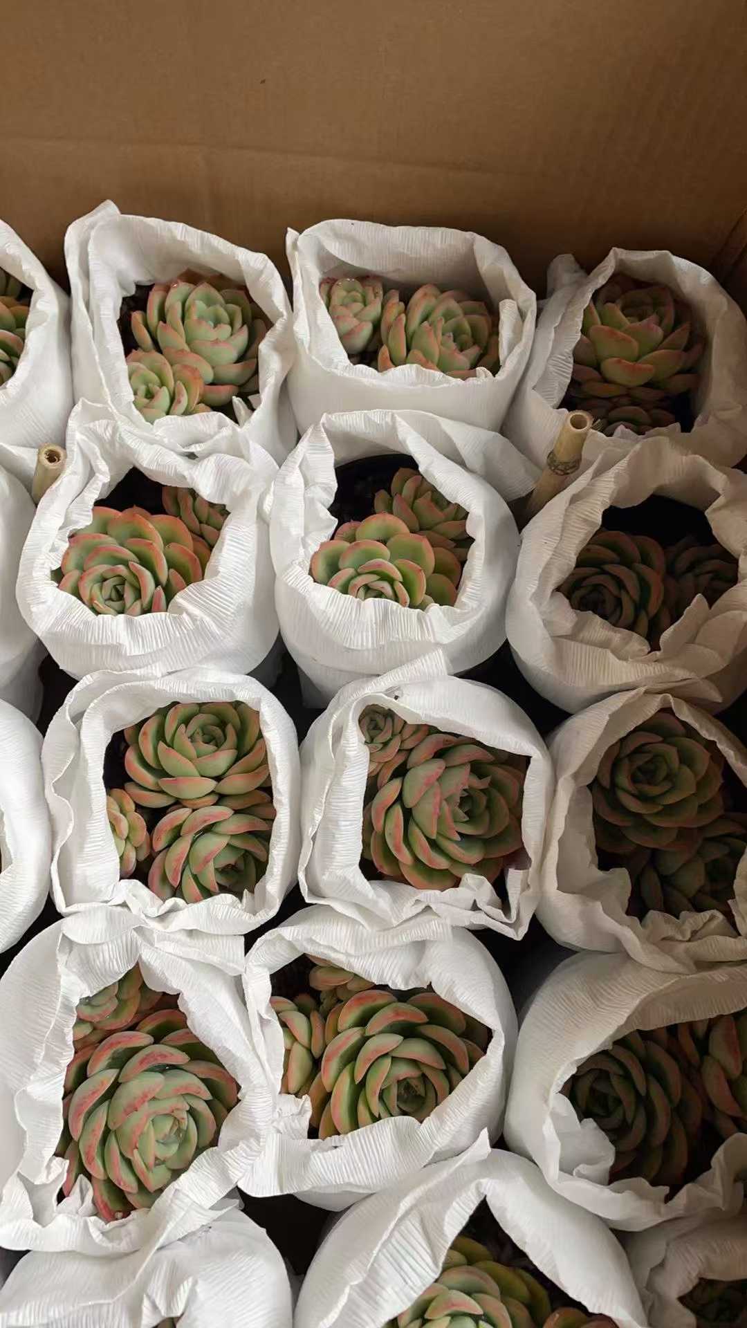 多肉植物 シンロソウトウ 15株セット 4号鉢 品番AE00037