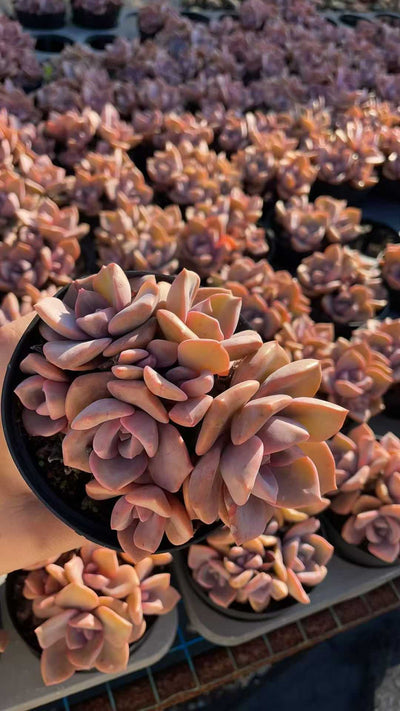 多肉植物 サイコウトウ 15株セット 4号鉢 品番AE00034