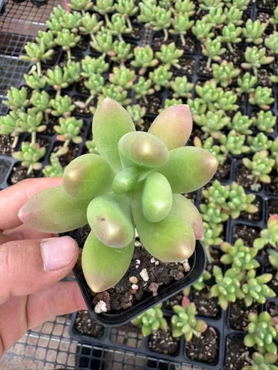 多肉植物 マンゴーミルク 50株セット 2.5号鉢 品番AD00088