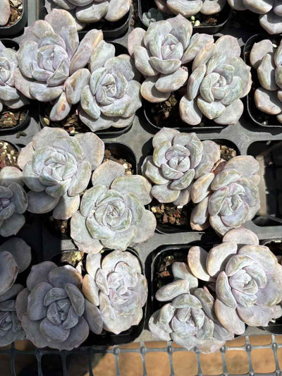 多肉植物 ハンバーガージェニー 50株セット 2.5号鉢 品番AD00196