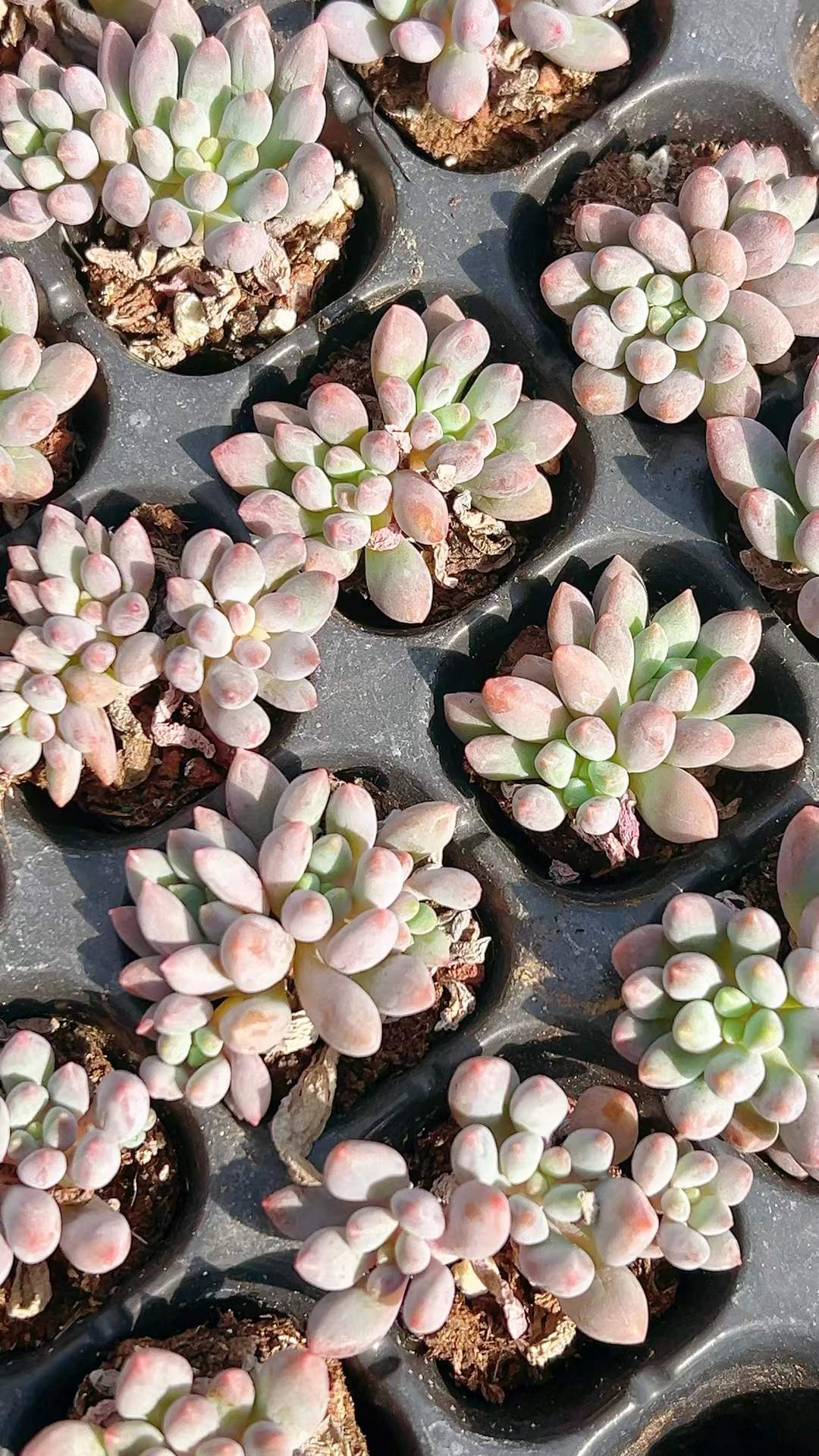 多肉植物 ドラセナウォーター 105株セット 品番AH00007