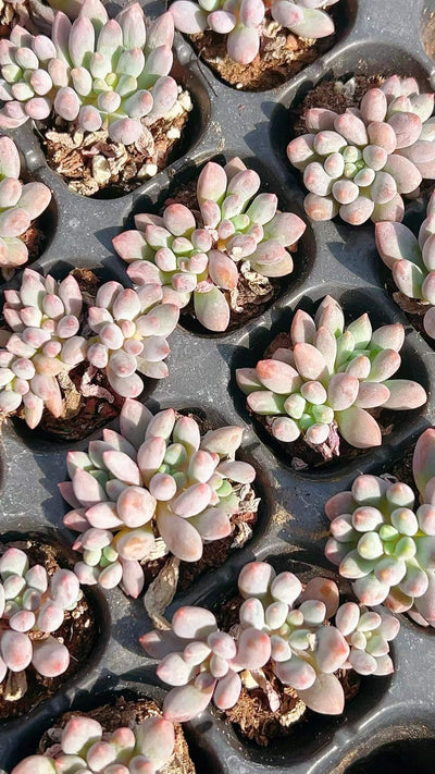 多肉植物 ドラセナウォーター 105株セット 品番AH00007