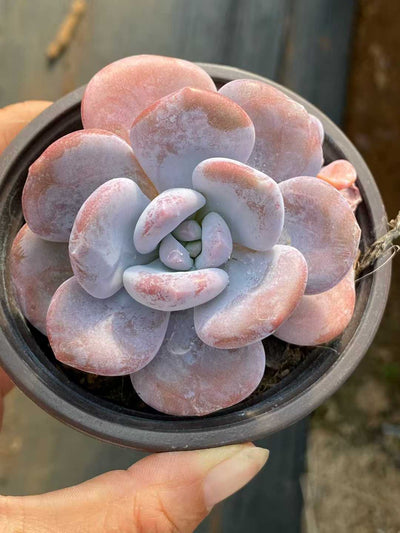 多肉植物 ピンクラビット 18株セット 3号鉢 品番AA00154