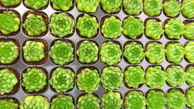 多肉植物 サクラクリスタル 105株セット 品番AH00025