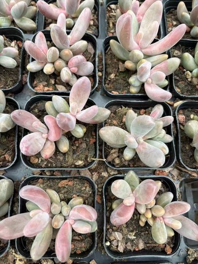 多肉植物 くれないゆび 50株セット 2.5号鉢 品番AD00072