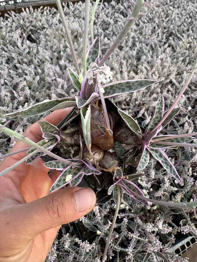多肉植物 ゆでんひゃっか 50株セット 2.5号鉢 品番AD00117