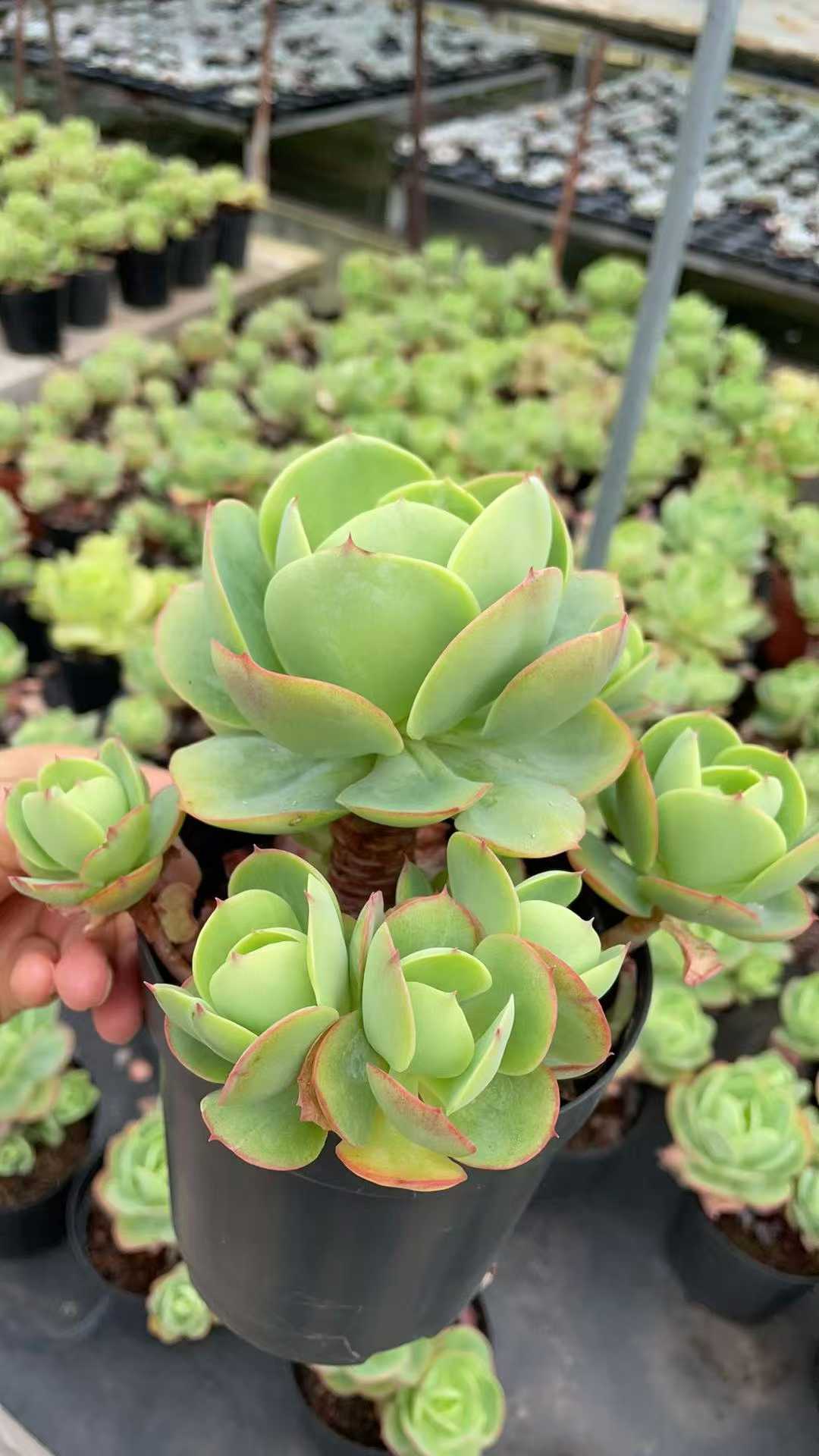 多肉植物 タマゴモモ 8株セット 5号鉢 品番AE00057