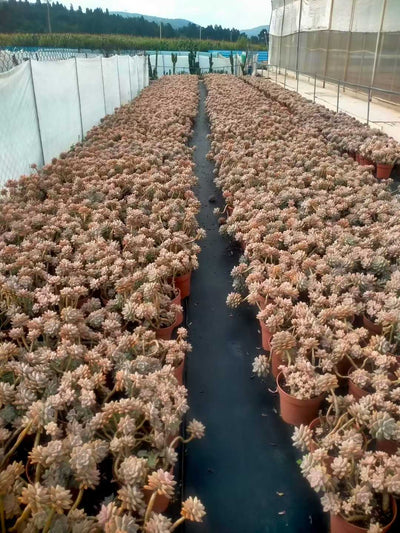 多肉植物 アワユキ 8株セット 6号鉢 品番ZG00004