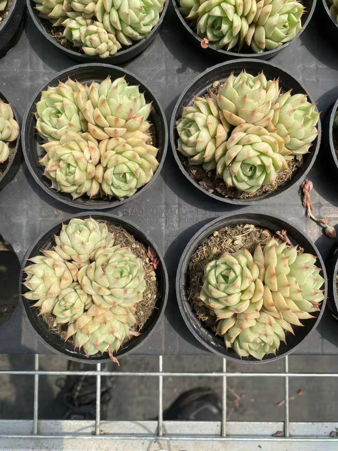 多肉植物 ベンバグン 15株セット 3号鉢 品番AF00011