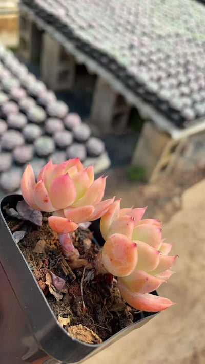 多肉植物 シルクメンシャ 50株セット 2.5号鉢 品番AE00021