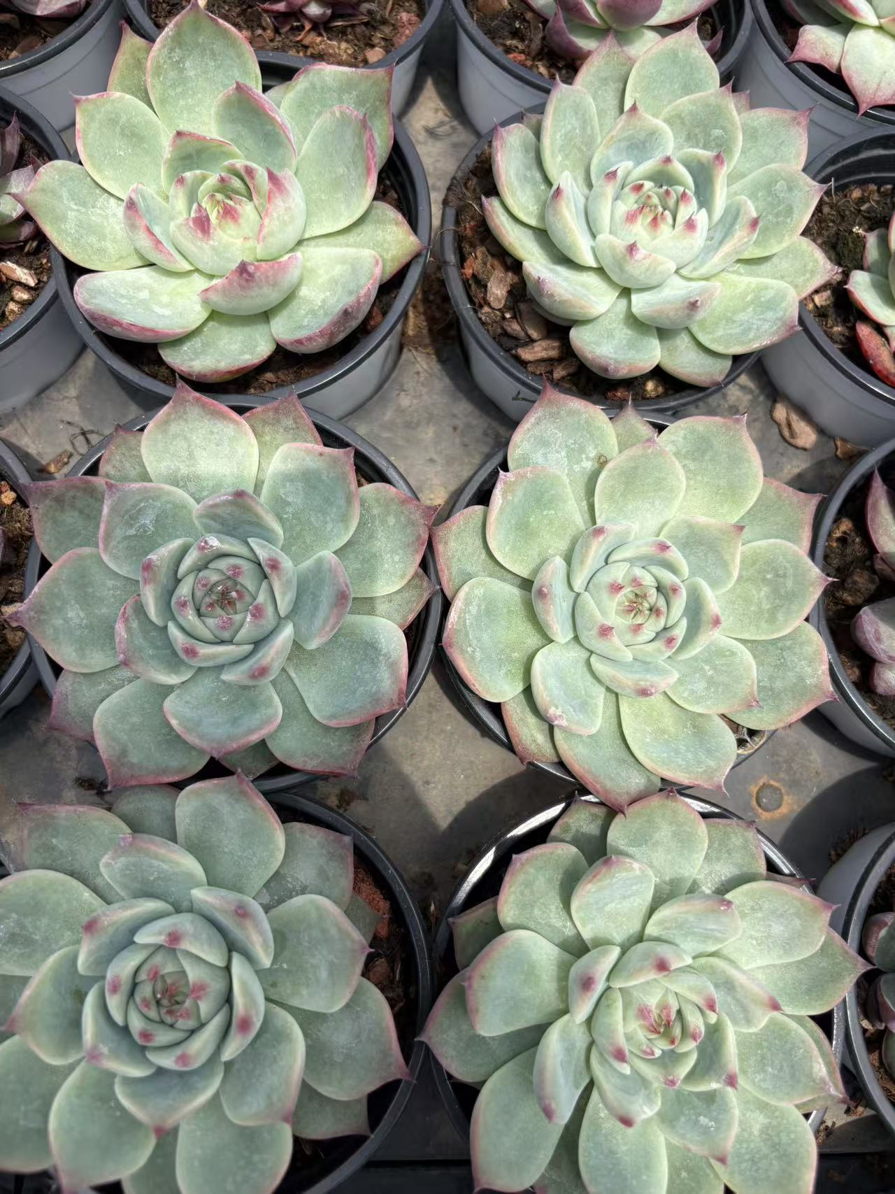 多肉植物 カローラ 15株セット 3号鉢 品番AD00172