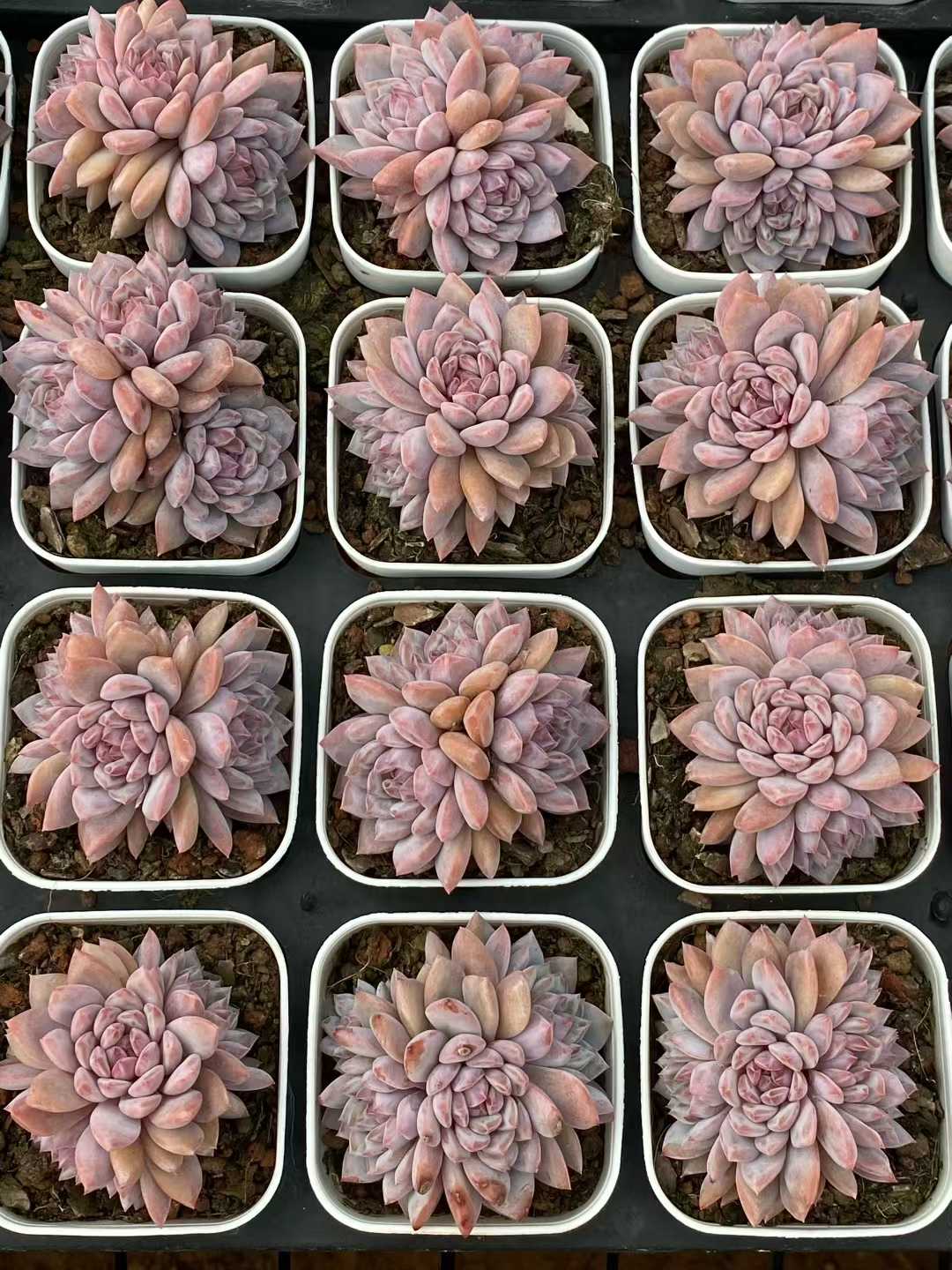 多肉植物 スターオレンジ 50株セット 2.5号鉢 品番AA00124