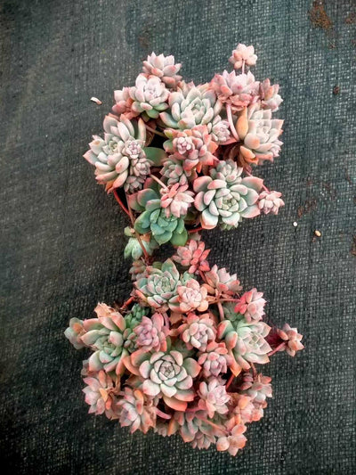 多肉植物 ピンクバイン 35株セット 3号鉢 品番ZG00046