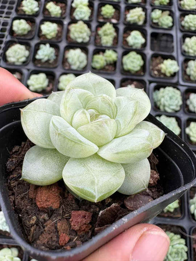 多肉植物 まっちゃプリン 50株セット 2.5号鉢 品番AD00169