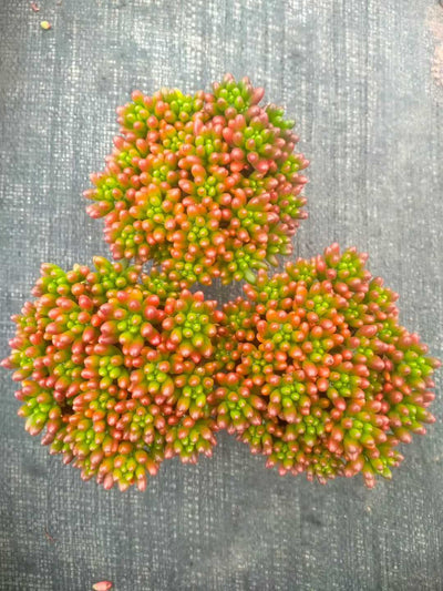 多肉植物 ニジノタマ 35株セット 3号鉢 品番ZG00034