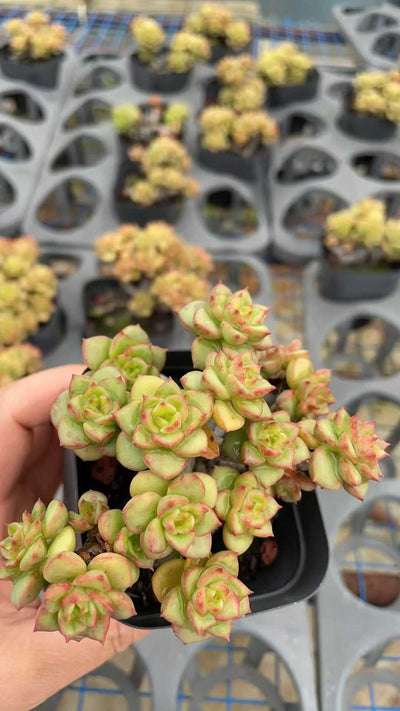 多肉植物 ロウボタンショウジュ 50株セット 2.5号鉢 品番AE00006