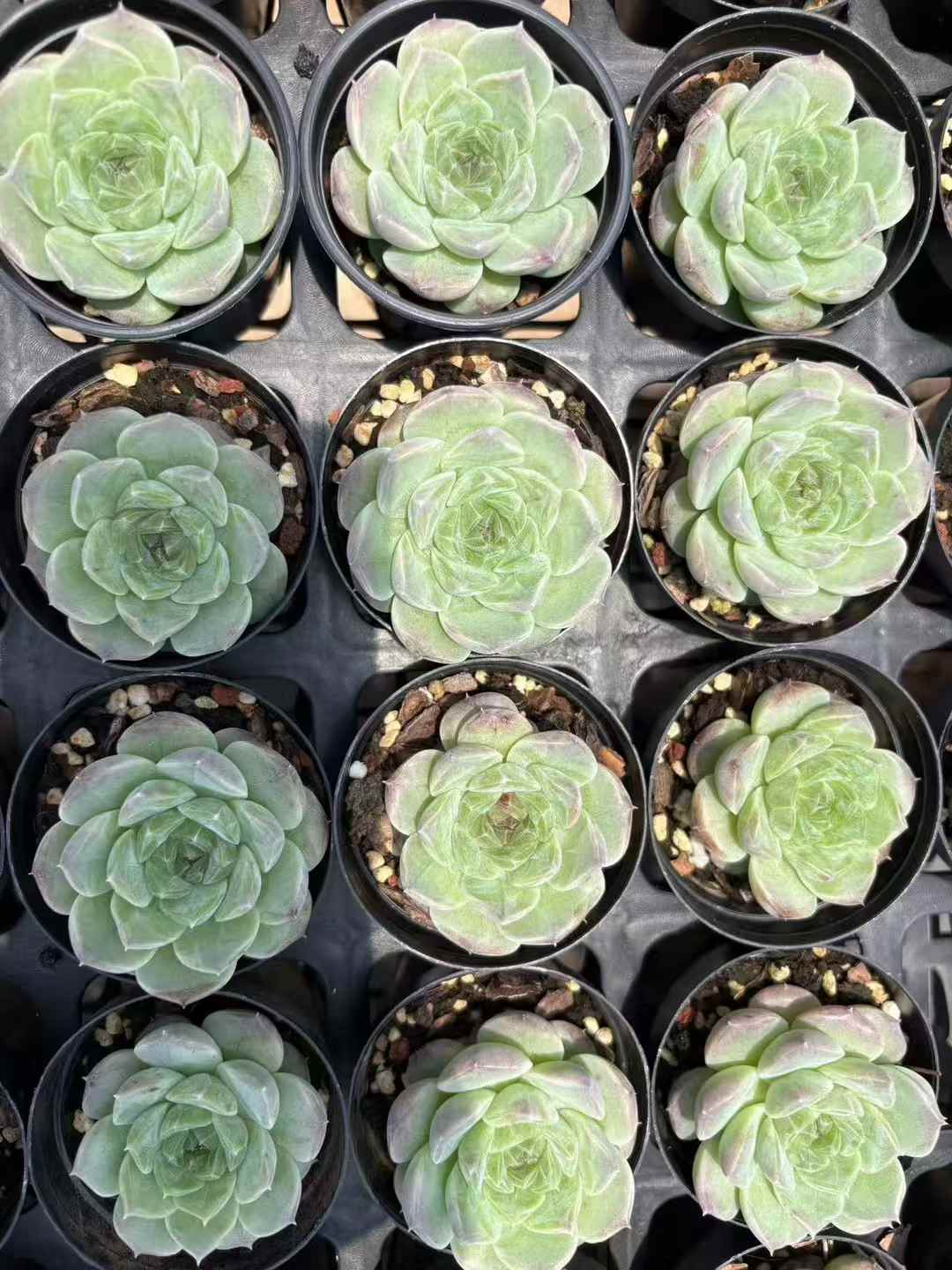 多肉植物 ユーカリ 70株セット 2号鉢 品番AD00002