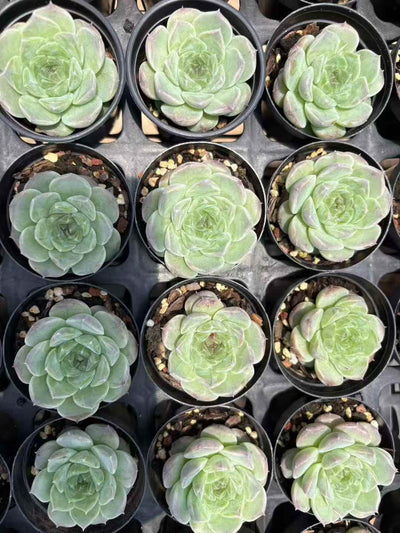 多肉植物 ユーカリ 70株セット 2号鉢 品番AD00002