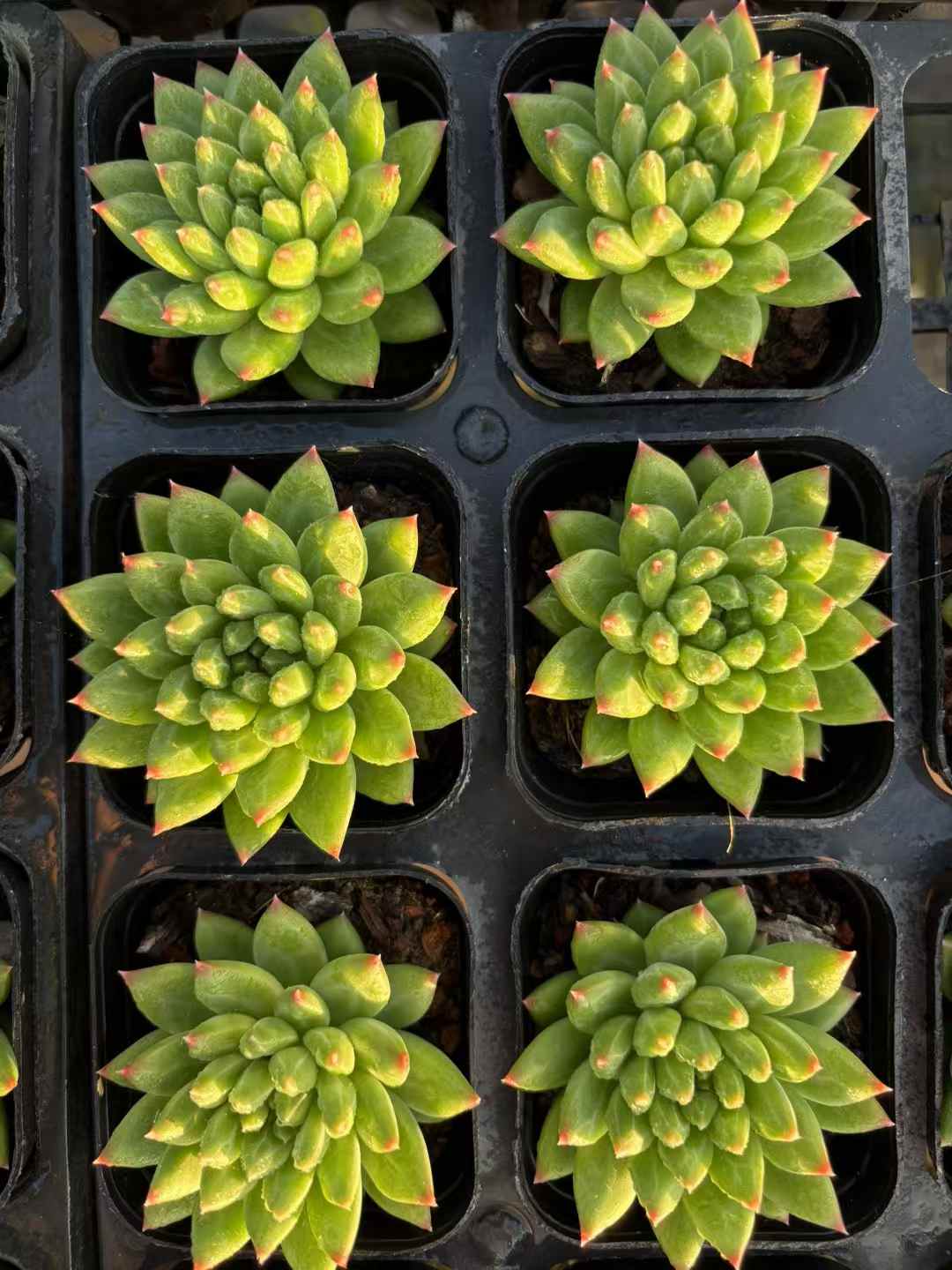 多肉植物 こうこつぶん 50株セット 2.5号鉢 品番AD00240