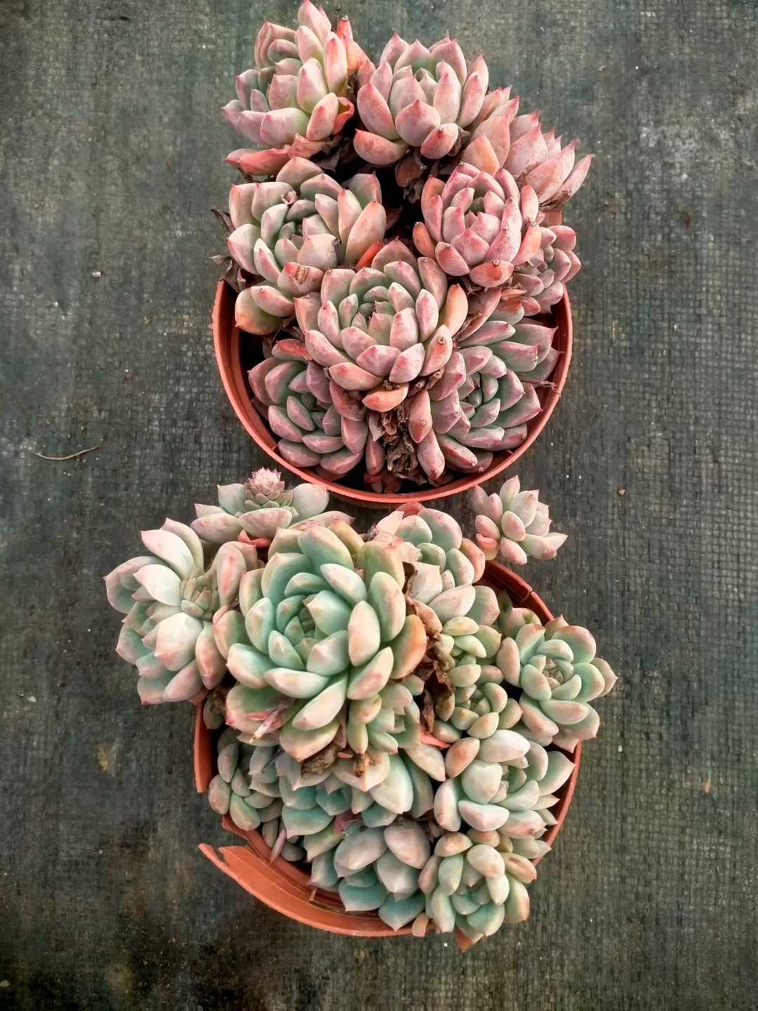 多肉植物 ソウカグン 24株セット 4号鉢 品番ZG00021