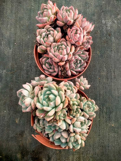 多肉植物 ソウカグン 24株セット 4号鉢 品番ZG00021