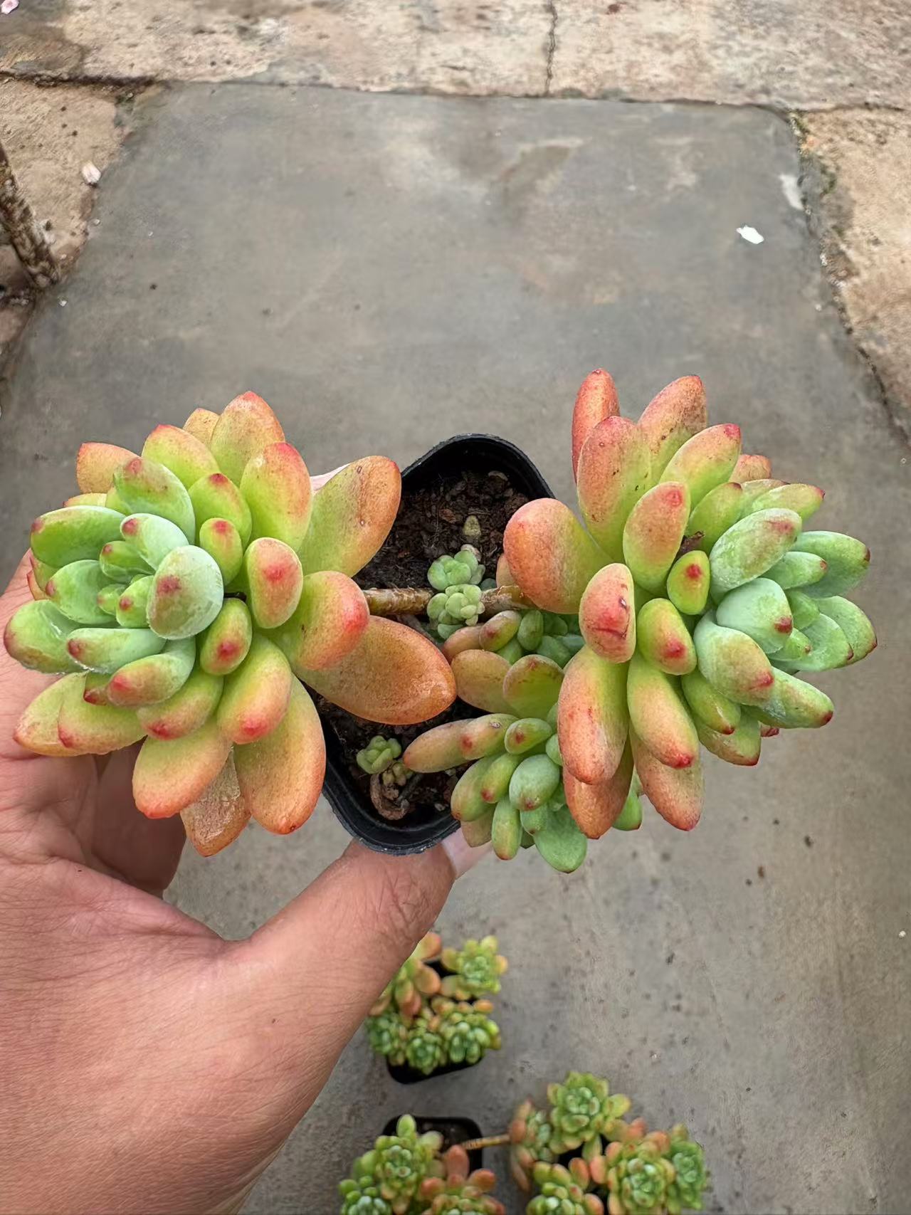 多肉植物 シャングリラ 50株セット 2.5号鉢 品番AD00057