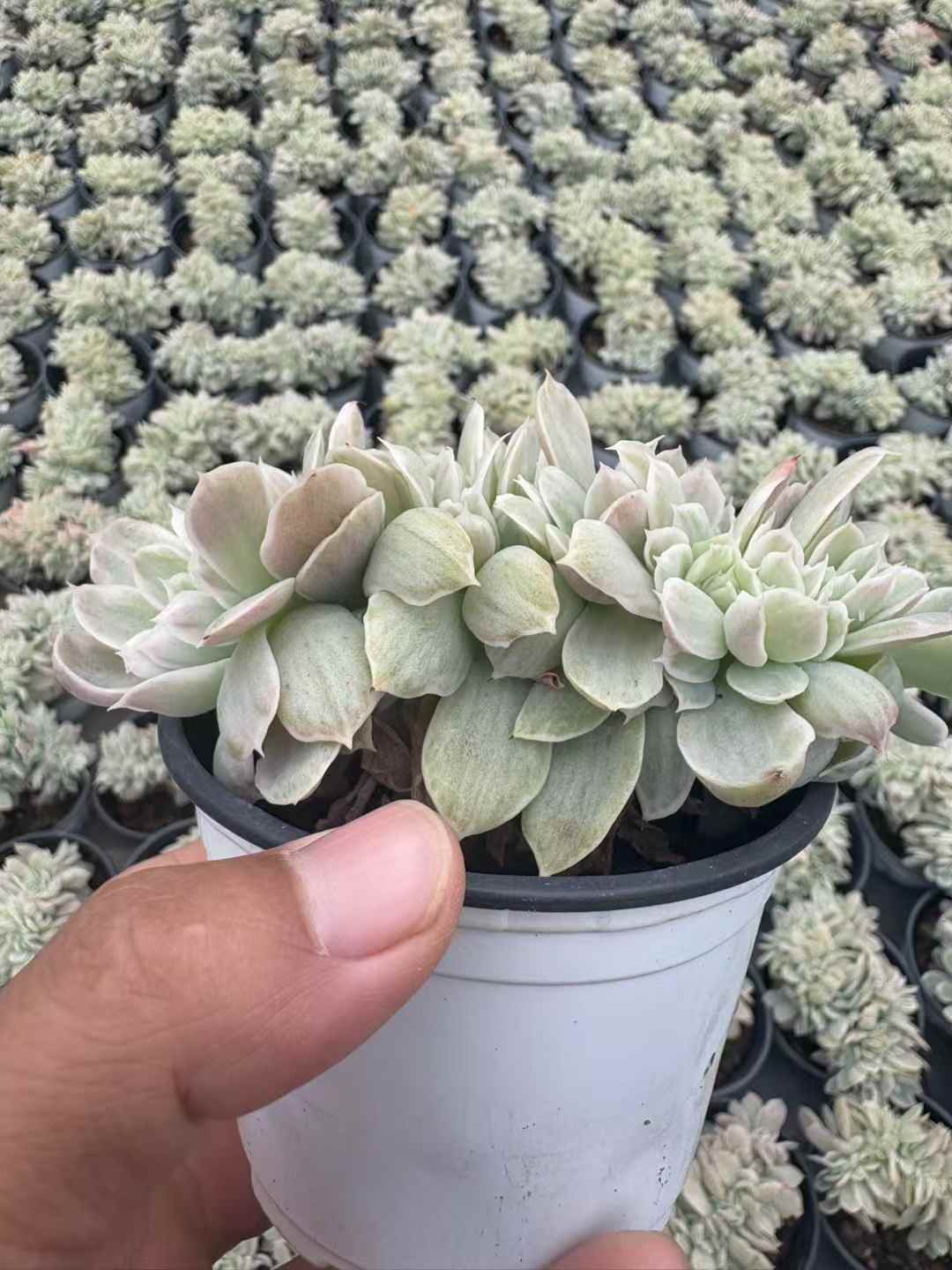 多肉植物 バークレーきんざつけい 18株セット 3号鉢 品番AD00250