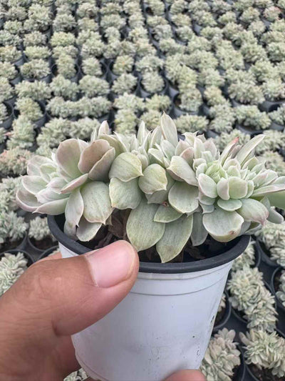 多肉植物 バークレーきんざつけい 18株セット 3号鉢 品番AD00250