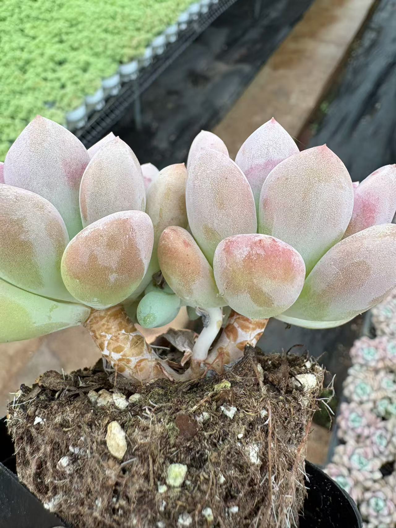 多肉植物 ははんろく 50株セット 2.5号鉢 品番AD00056