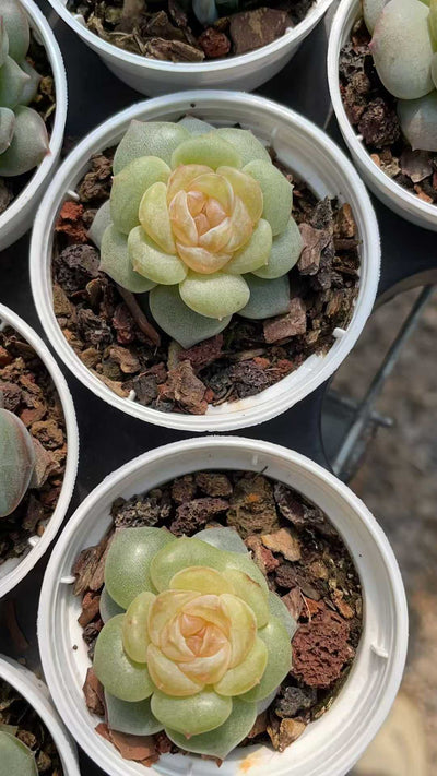 多肉植物 ダイダイシー 54株セット 2号鉢 品番AE00039