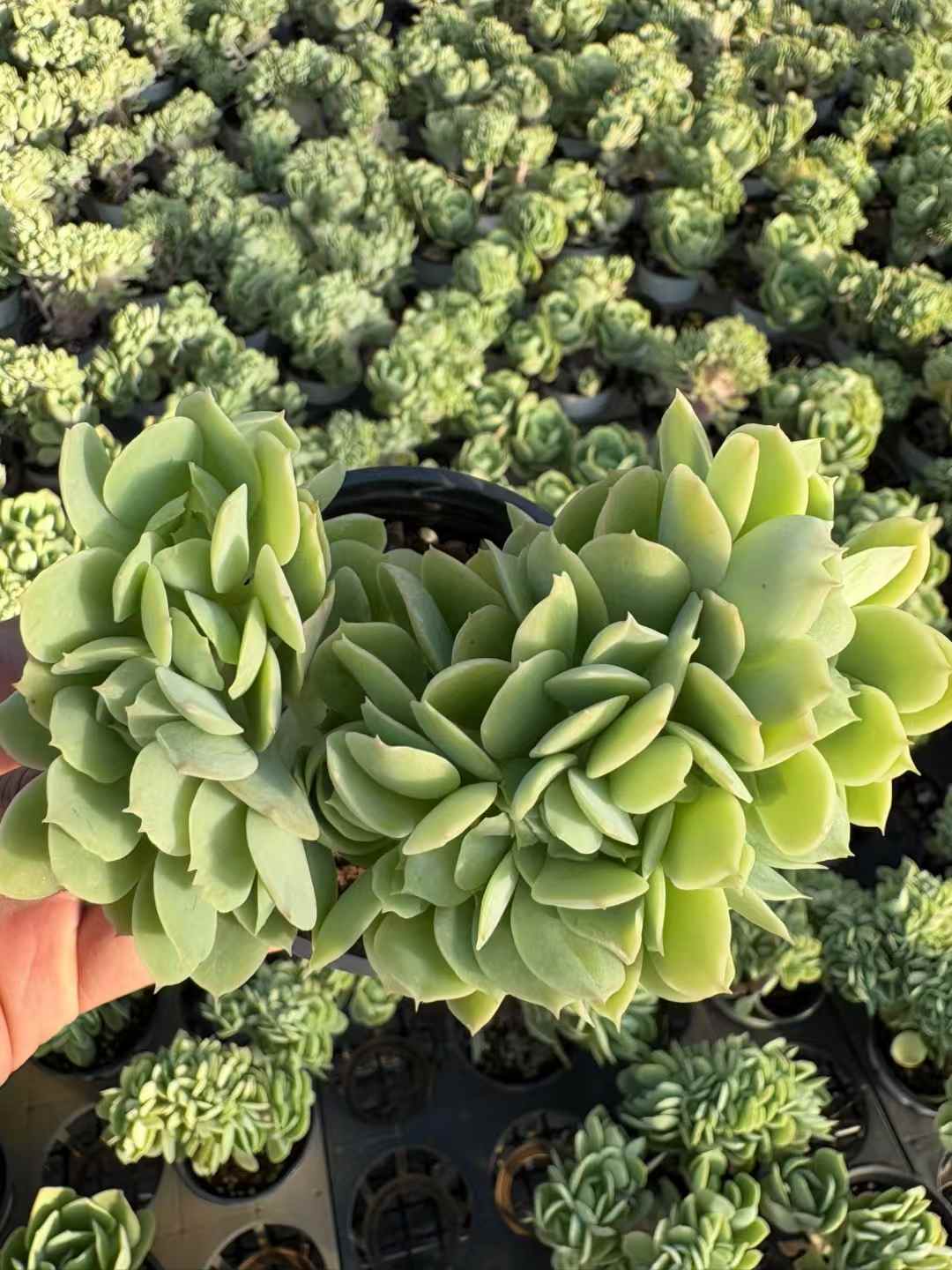 多肉植物 きへいけい 18株セット 3号鉢 品番AD00234