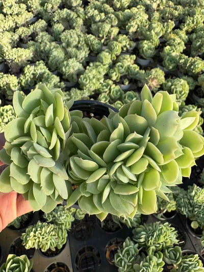 多肉植物 きへいけい 18株セット 3号鉢 品番AD00234