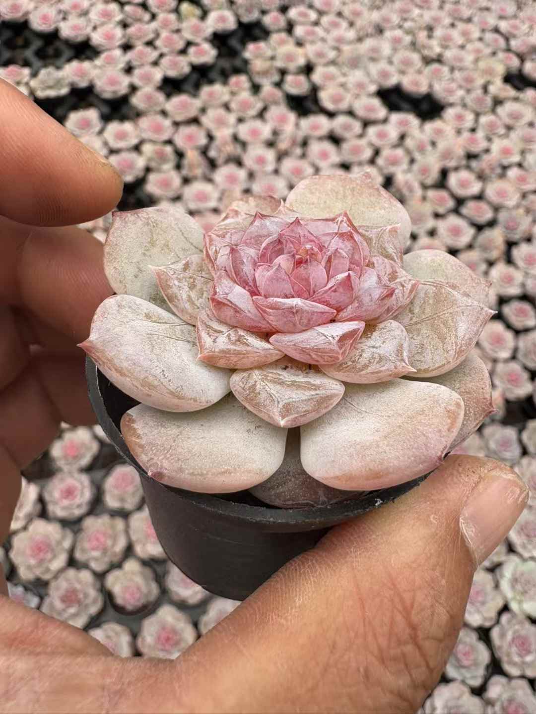 多肉植物 ピンバレエ 50株セット 2号鉢 品番AD00244