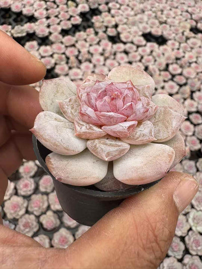 多肉植物 ピンバレエ 50株セット 2号鉢 品番AD00244