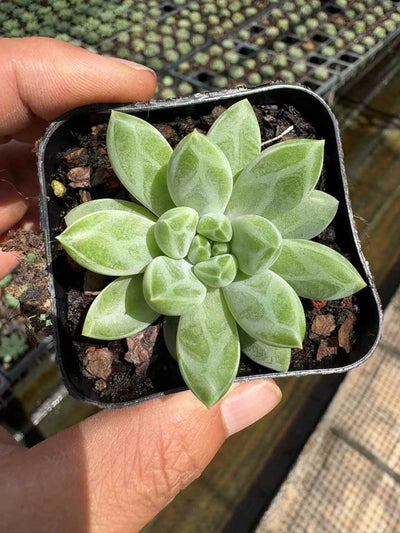 多肉植物 へきぎょく 50株セット 2.5号鉢 品番AD00185
