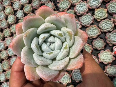 多肉植物 ぎょくこちょう 50株セット 2.5号鉢 品番AD00201