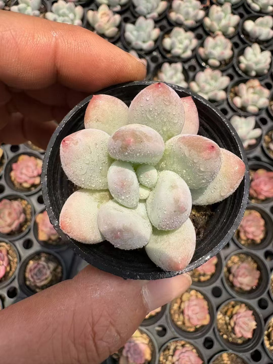 多肉植物 パフューム 50株セット 2号鉢 品番AD00020