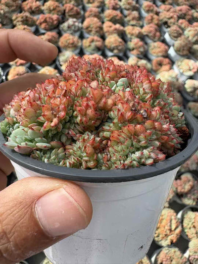 多肉植物 キレンけい 18株セット 3号鉢 品番AD00221