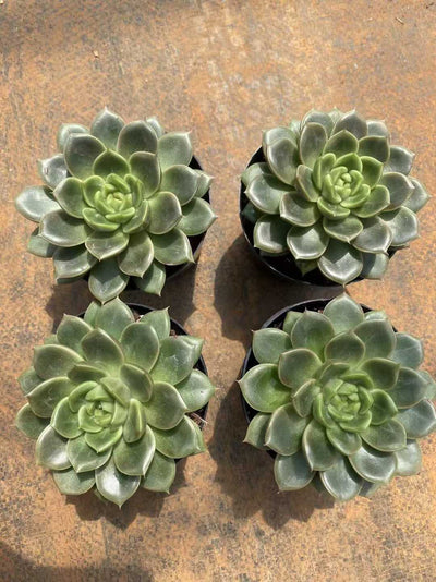 多肉植物 ハルハルジェニー 35株セット 3号鉢 品番AF00046