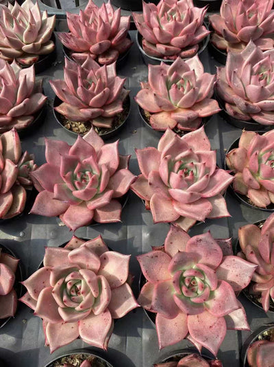 多肉植物 ケツラ 36株セット 3号鉢 品番AF00019