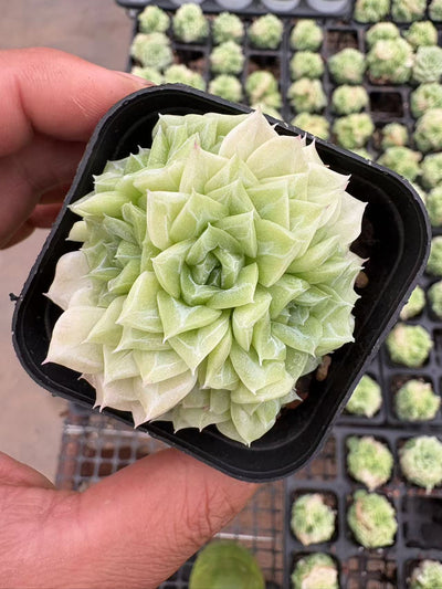 多肉植物 はくてんが 50株セット 2.5号鉢 品番AD00058