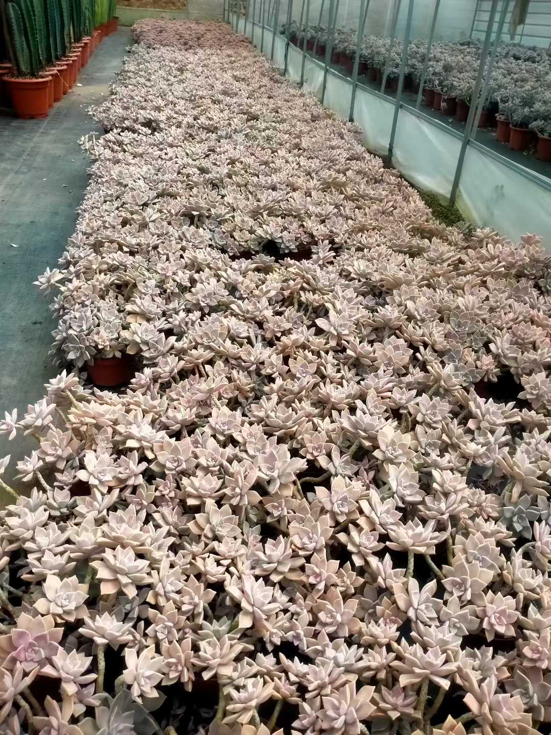 多肉植物 ロウゲツ 12株セット 5号鉢 品番ZG00011