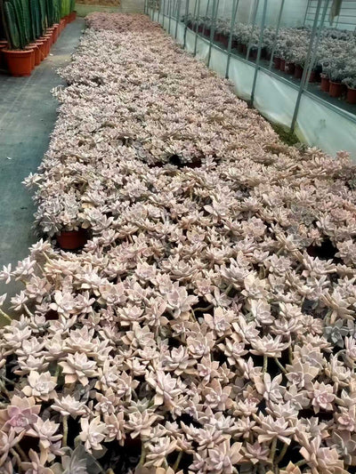 多肉植物 ロウゲツ 12株セット 5号鉢 品番ZG00011