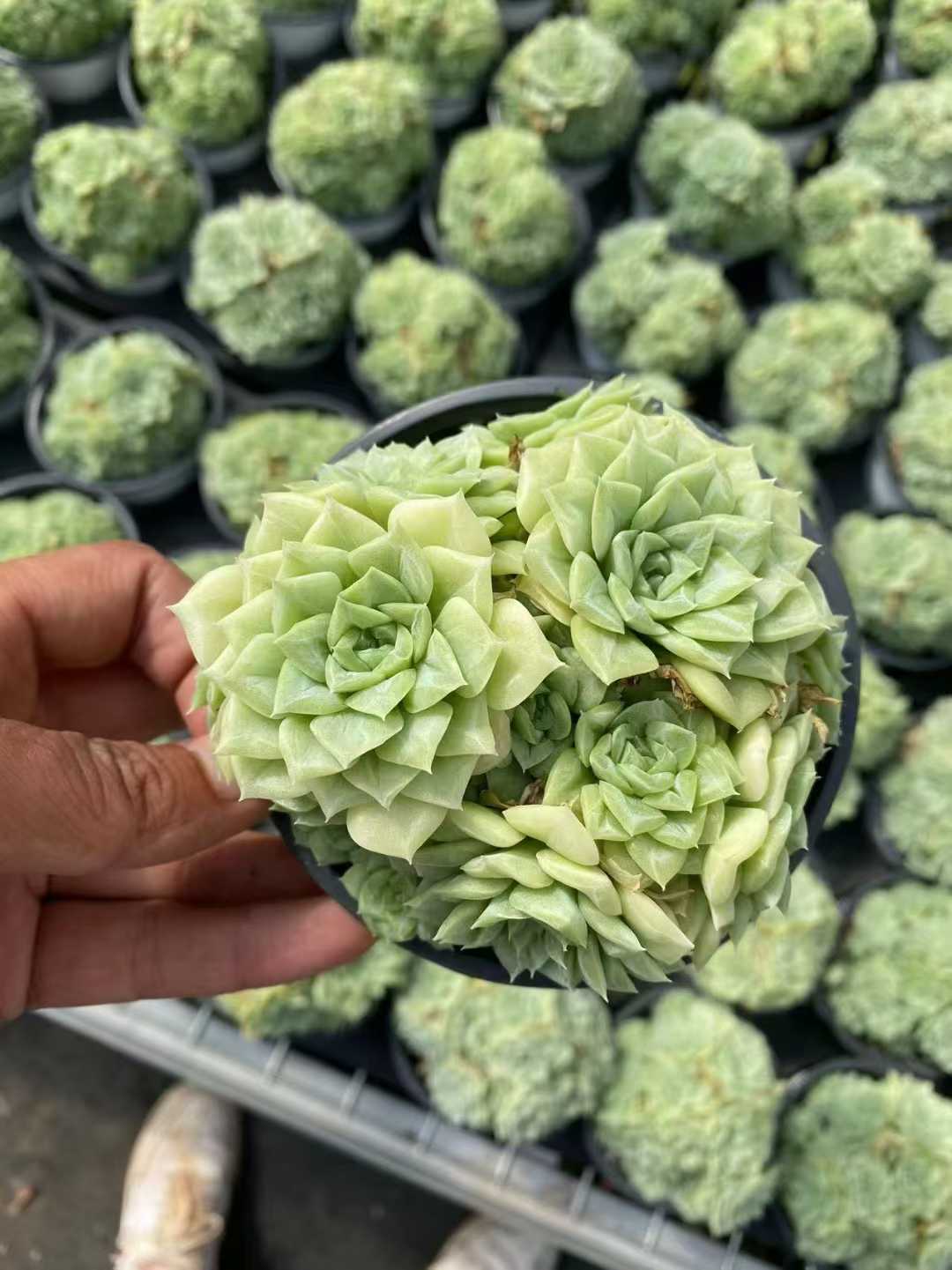 多肉植物 ハクテンオウグン 24株セット 4号鉢 品番AF00040