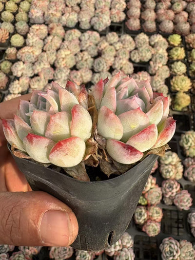 多肉植物 ササジョオウ 50株セット 2.5号鉢 品番AD00096